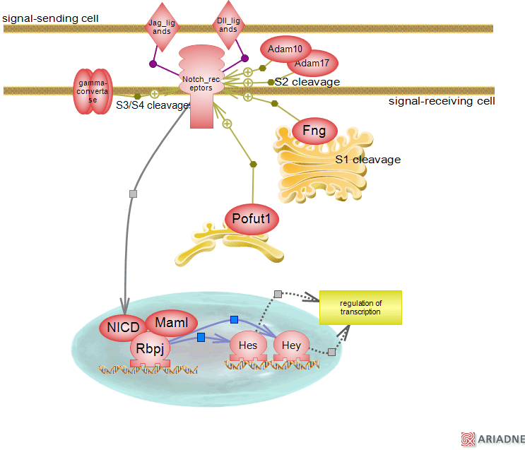 Notch signaling pathwayRat Genome Database
